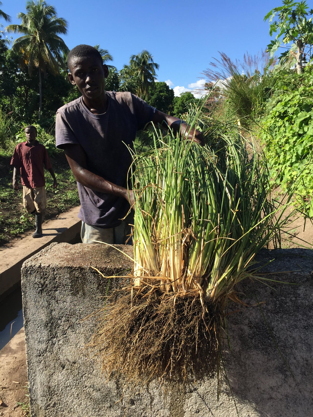 Pure Haitian Vetiver Oil